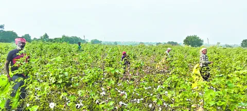 పత్తి విచ్చిన అప్పుల కత్తి!