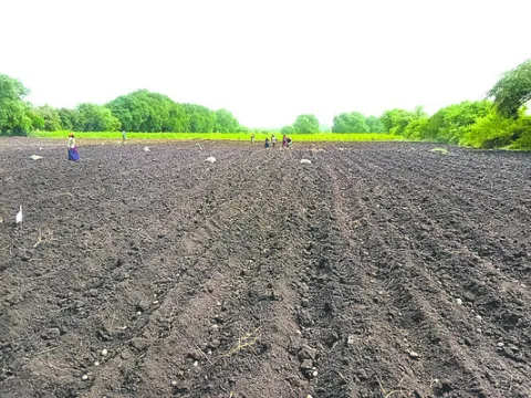 ఊపందుకున్న ఆలు సాగు