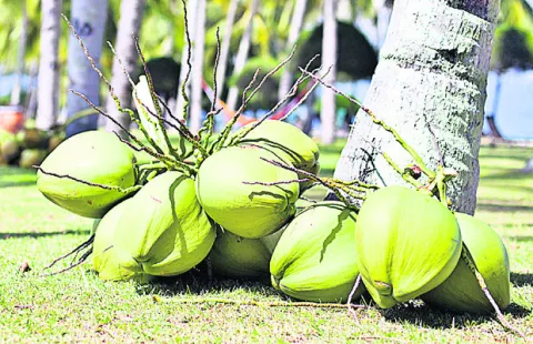 అంబాజీపేట కొబ్బరి మార్కెట్