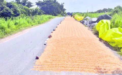 రహదారులే కల్లాలు