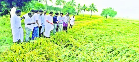 అకాల