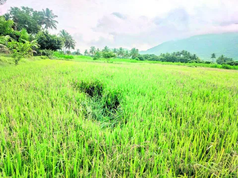 వరి పంటపై  అడవి పందుల దాడి