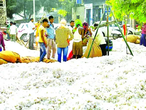 పత్తి కొనుగోళ్లకు సీసీఐ సిద్ధం