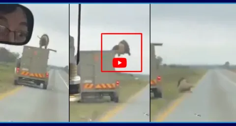 Lion Jumps From Moving Truck Video Goes Viral  1