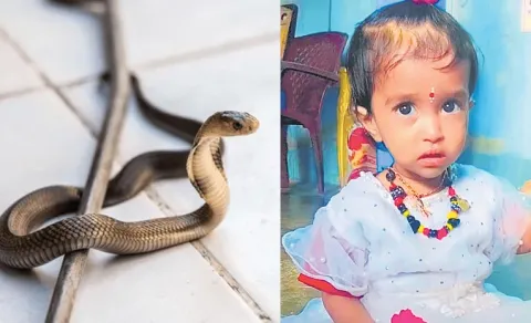 Child dies from snakebite