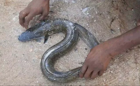 Malugu Ben fish Or Indian eel More Health Benefits