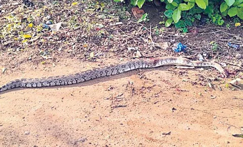 Monkey Swallowed Whole By a Vicious Python