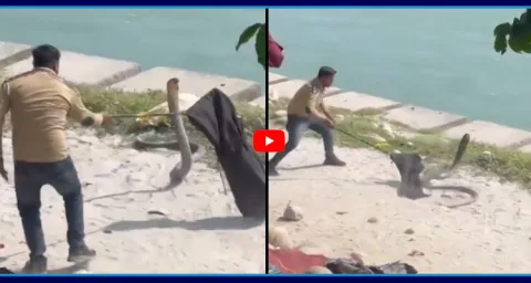 King Cobra Rescued In Haridwar Video Goes Viral  1