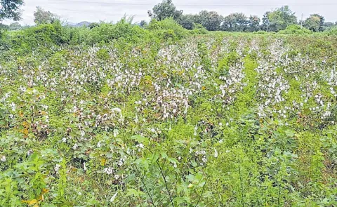 Moisture content in cotton increasing due to heavy rains