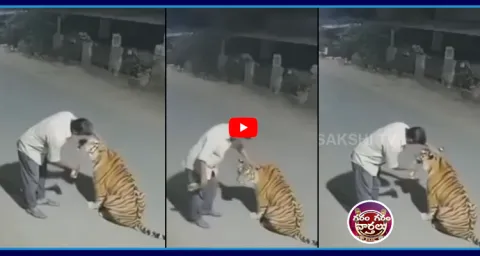 Drunk Man Tries To Drink Alcohol To A Wild Tiger 2