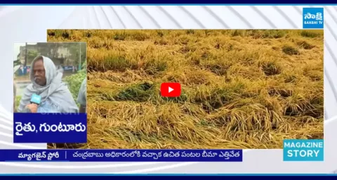 Magazine Story On Montha Cyclone Effect Huge Crop Loss In AP 1