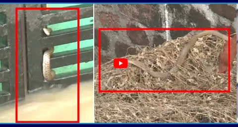 Snakes Entering Into Houses At Khammam  4