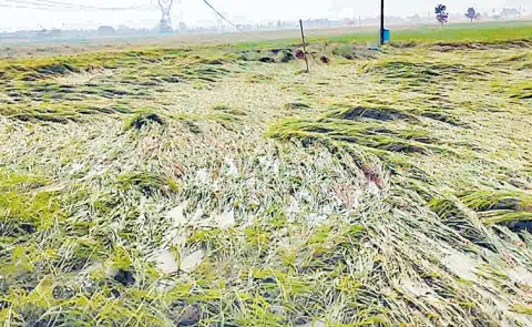 Heavy rains across Telangana due to the impact of Cyclone Montha