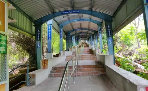 Leopard Roaming On The Srivari Mettu Path In Tirupati