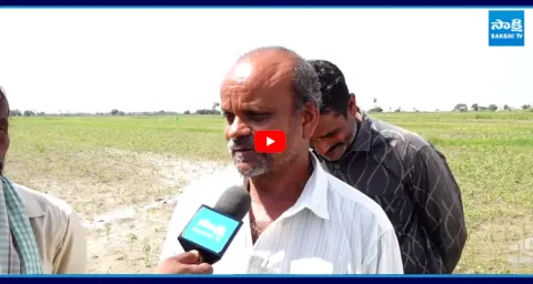 Ongole Farmers Emotional About Cyclone Montha Effect  1
