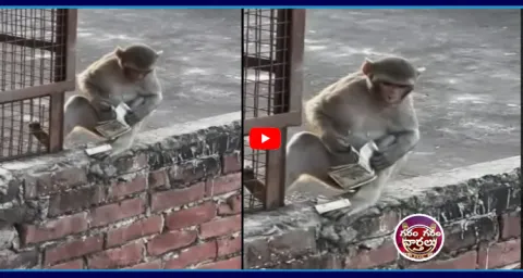 500 Rupees Note Bundles In Monkey Hand1