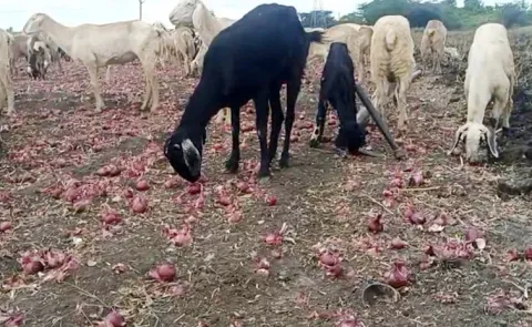 Onion Farmers Facing Huge Problems In Kurnool District