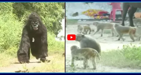 Farmers Wearing Gorilla Dress To Save Their Crop From Monkeys
