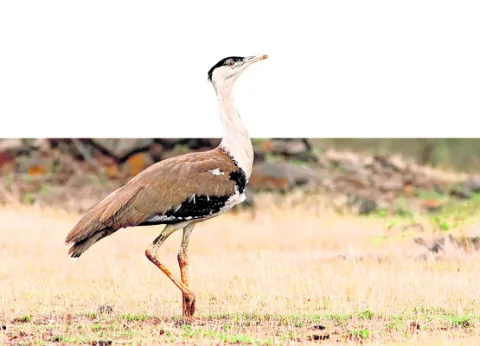 జాడలేని బట్టమేక పక్షి