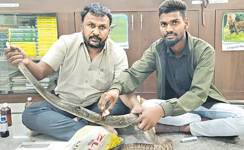 snake saved from electric shock in Jedcherla