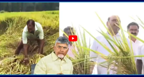 Chandrababu Govt Fails To Support Farmers Affected By Montha Cyclone 3