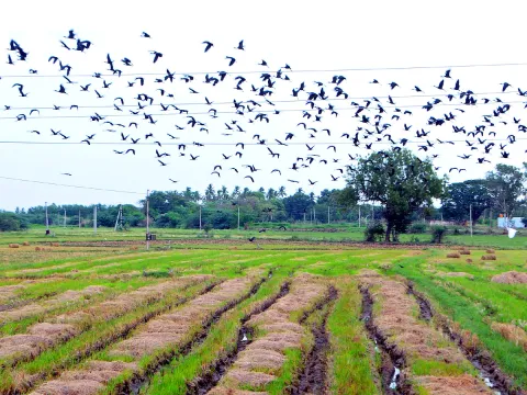 Best Photos of The Week in AP and Telangana Photo Gallery