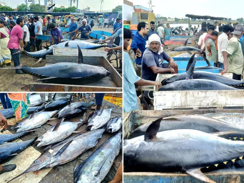 Big Tuna Fish in Visakhapatnam Fish Market: Photos