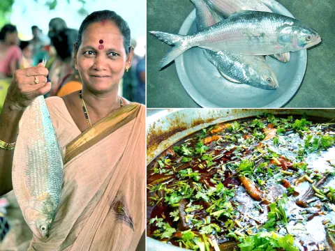 East Godavari : Pulasa Fish Recipe Photos