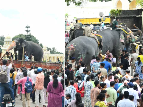 Elephants are an integral part of the Mysore Dasara Festival