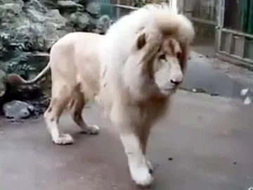 Huge Lion Terrified By Tiny Water Bubble