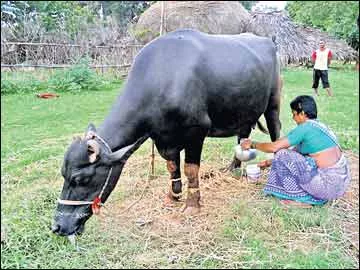 పాలకుండలో నష్టాల పొంగు