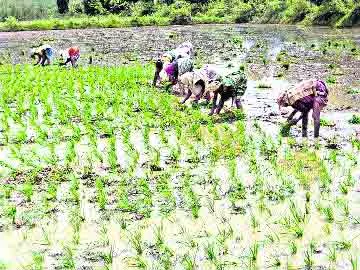 చిక్కిపోయిన రబీ