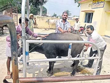 చూడితోనే పాడి