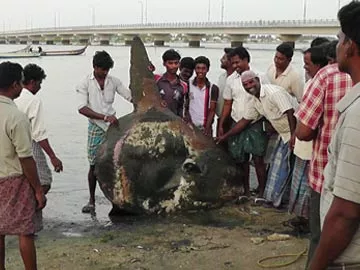 జాలర్ల వలకు చిక్కిన అరుదైన చేప