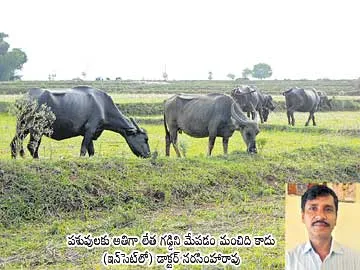 అశ్రద్ధ చేస్తే ప్రాణం పోతుంది