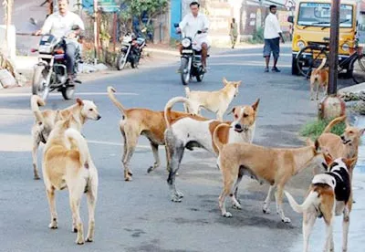 Growing dogs in the district every year