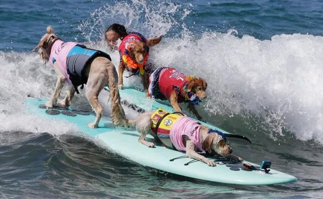 dogs Surf Competition - Sakshi