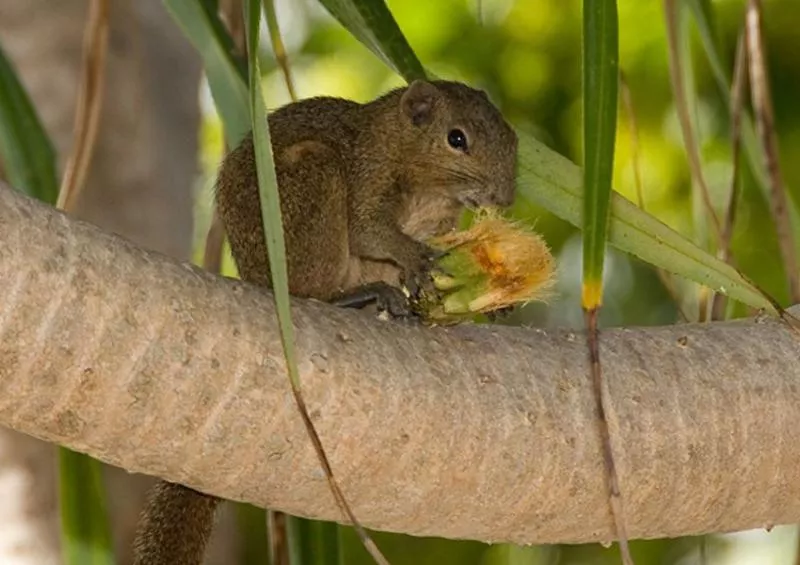 World's smallest squirrel discovered in Indonesia 