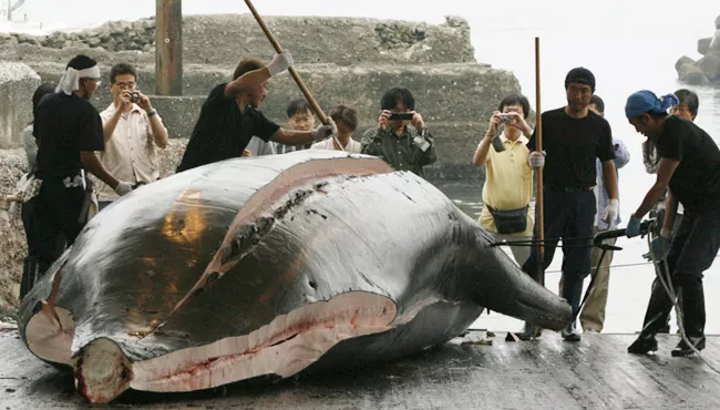 Japan slaughters about hundreds of whales