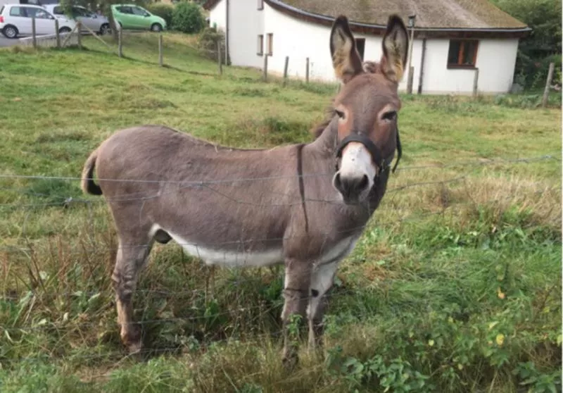 McLaren owner in Germany claims donkey damaged car 