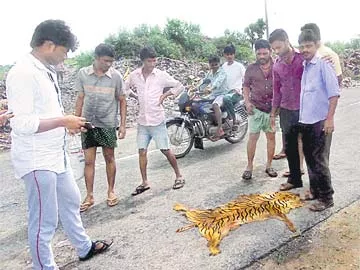 డంపింగ్ యార్డ్‌లో పులి చర్మం.. - Sakshi