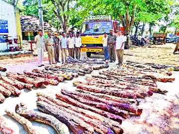 ఎర్రచందనం టెండర్‌కు స్పందన కరువు - Sakshi