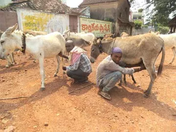 ఆ పాలు.. లీటరు రూ. 6 వేలు