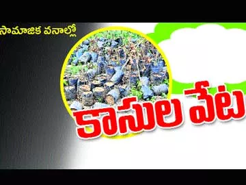 సామాజిక వనాల్లో కాసుల వేట