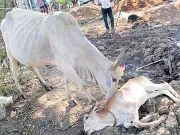 దూపకేడ్చి.. ఊపిరొదిలిన లేగదూడ - Sakshi