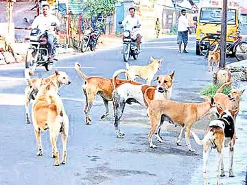 కుక్కకాటుకు రెండు లక్షలు - Sakshi