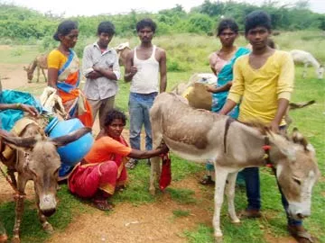 25 మిల్లీలీటర్ల గాడిద పాలు రూ.100