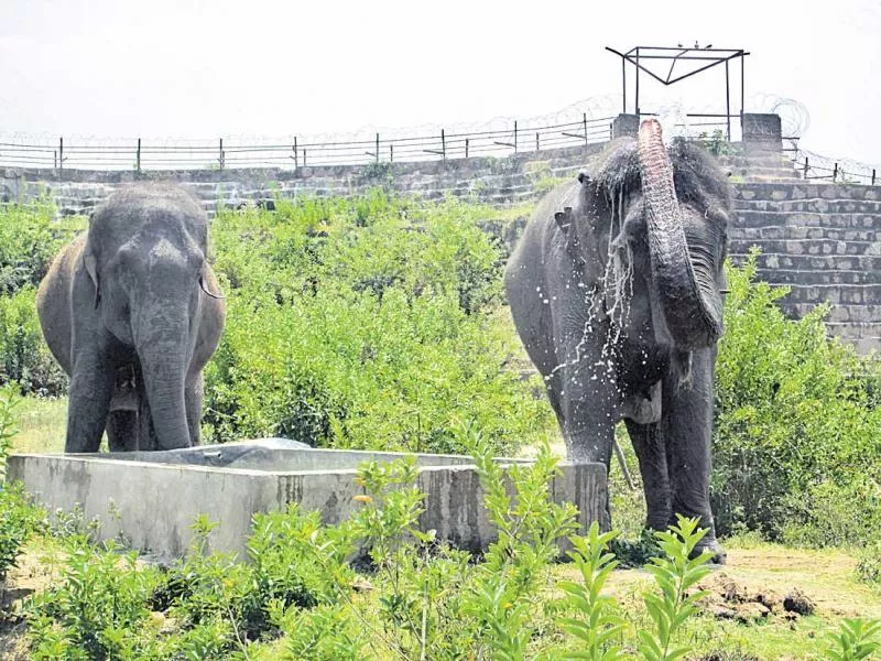 Nehru Zoo Park Wildlife waiting for pair