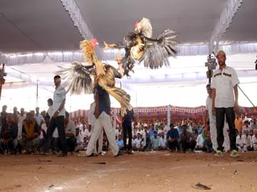 కోర్టు వద్దన్నా.. కోఢీ కూస్తోంది - Sakshi