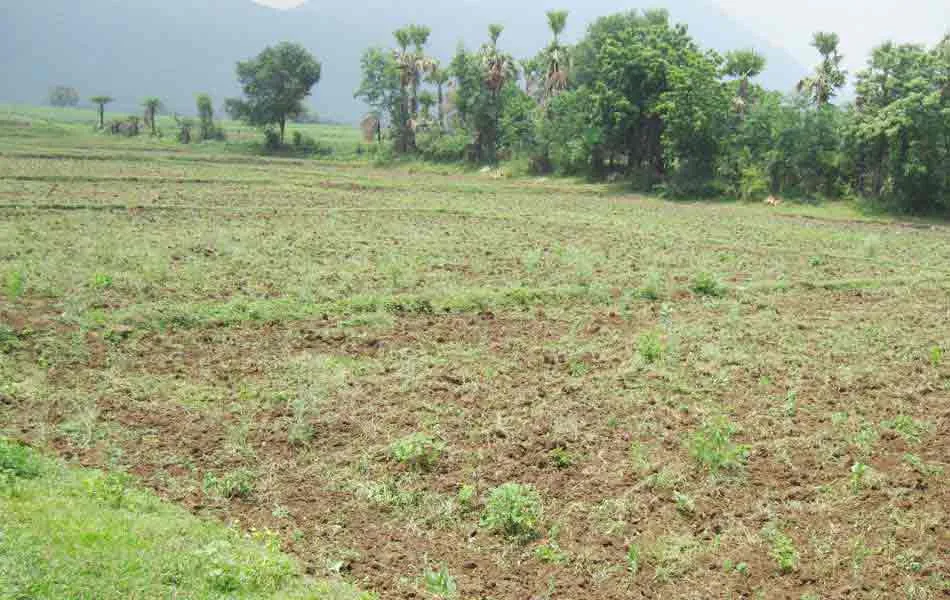 అబ్బుగూడెం అడవుల్లో మరో చిరుత సంచారం - Sakshi